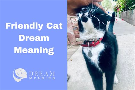 Friendly Cat Dream Meaning What Does It Mean To See A Cat In Your