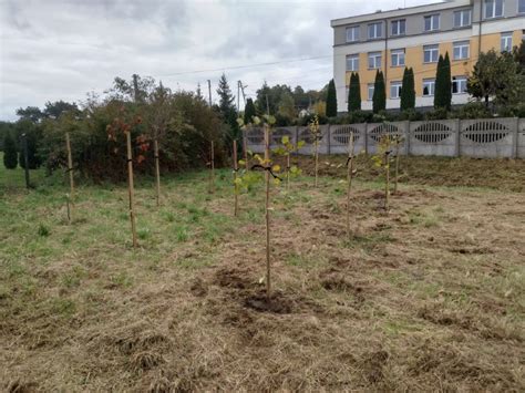 Na Terenie Miasta I Gminy Morawica Posadzone Zosta Y Drzewa Miododajne