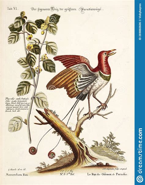 King Bird of Paradise. stock illustration. Illustration of page - 269860606