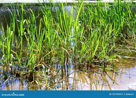 Green Grass Growing In The River Illuminated By The Sun Stock Image Image Of Weather Month