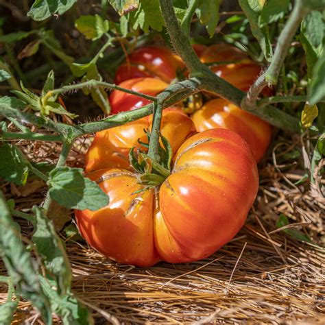 Plants De Tomates Tomate Ananas 3 Plants Bio