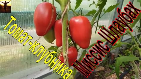 Знаменитые ТОМАТЫ как КЛУБНИЧКА. Сорта томатов.ТопСад - YouTube
