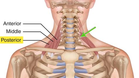 Muscles of the pelvis – Artofit