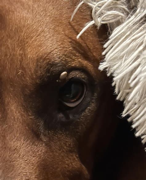 Eyelid Growth Help R Rhodesianridgebacks