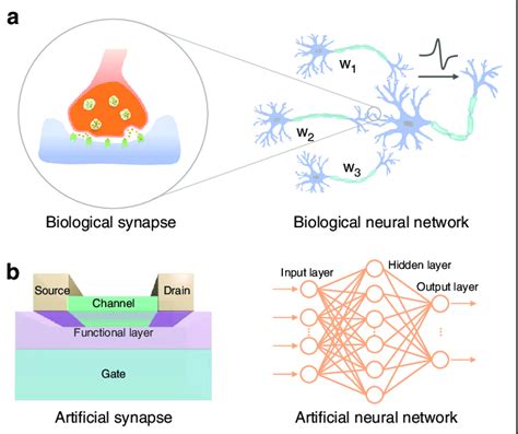 Comparison Of Artificial Neural Networks And Biological Neural