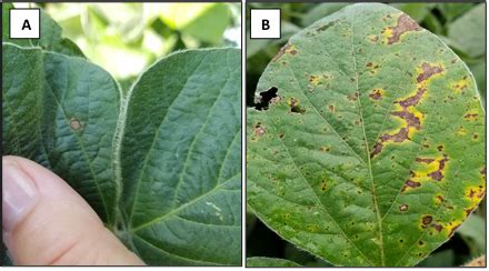 Foliar Disease Update In Indiana Corn And Soybean Purdue University