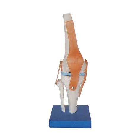 Life Size Knee Joint Anatomical Model Opc Health