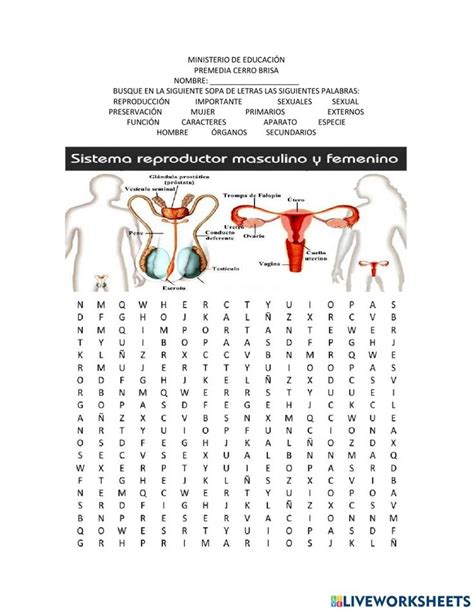 An Image Of The Human Body In Spanish