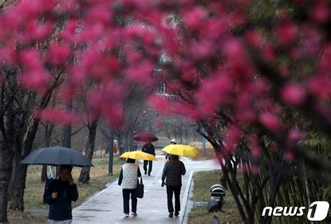 최악 가뭄 광주·전남에 사흘간 최대 120㎜ 단비 내린다 네이트 뉴스