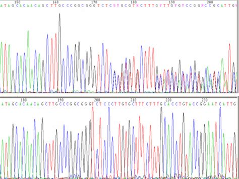 Partial Sequence Chromatograms Of The Pikfyve Gene Presenting The