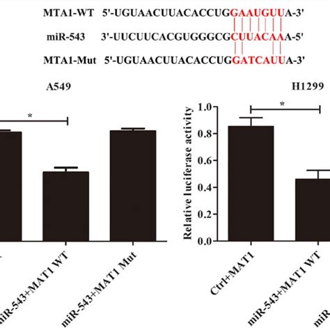 MTA1 Is A Downstream Target Gene Of MiR 543 A Mutations Of 3 UTR