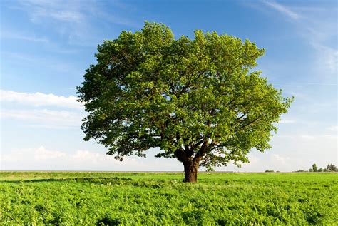 Services | Essex Tree Brothers