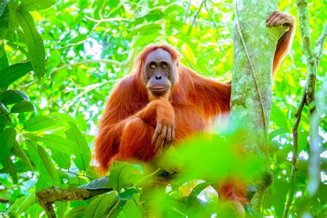 Orangutans Can Produce Two Different Sounds Simultaneously Similar To