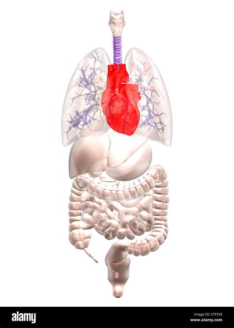 Menschliche Innere Organe Fotos Und Bildmaterial In Hoher Aufl Sung