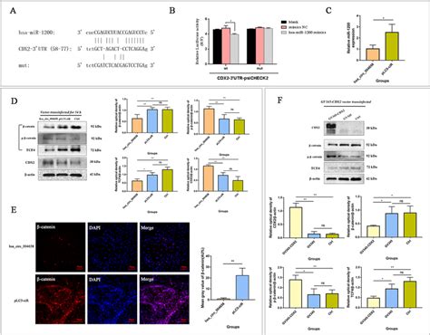 Hsa Circ Mir Cdx Axis Suppresses The Wnt Catenin