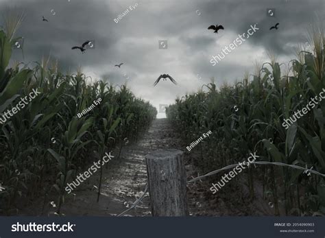 334 Creepy Corn Field Images, Stock Photos & Vectors | Shutterstock