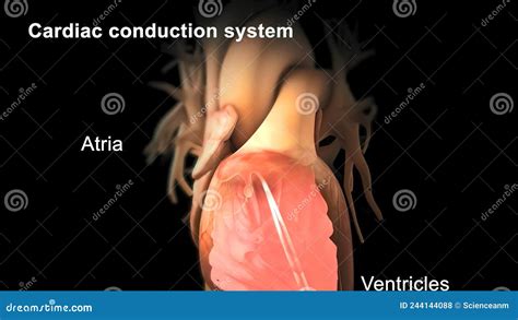 Le Tissu Pacemaker Dans L Atrium Droit Du Coeur Illustration Stock