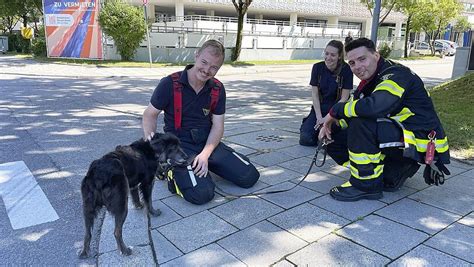 Münchner Feuerwehr befreit Hund aus Hitze Auto Abendzeitung München