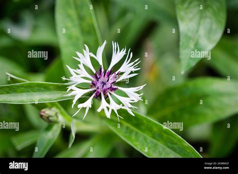 The Centaurea Montana Flower Also Known As The Purple Heart Stock