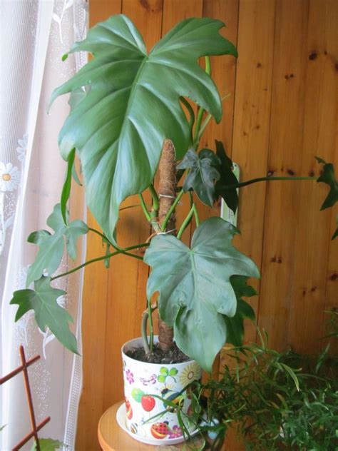 Домашний цветок с большими листьями и стеблем толстым: домашний цветок ...