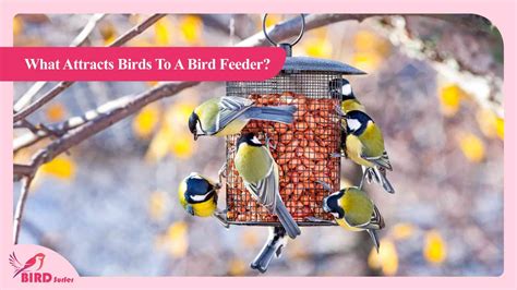 What Attracts Birds To A Bird Feeder Discover The Magic