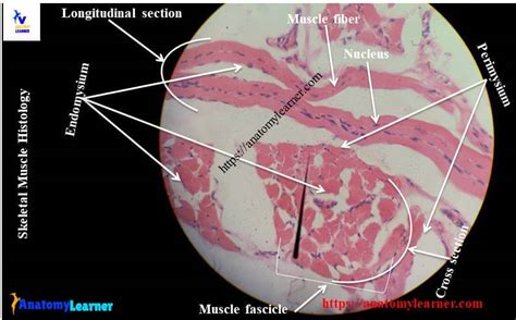 Skeletal Muscle Histology