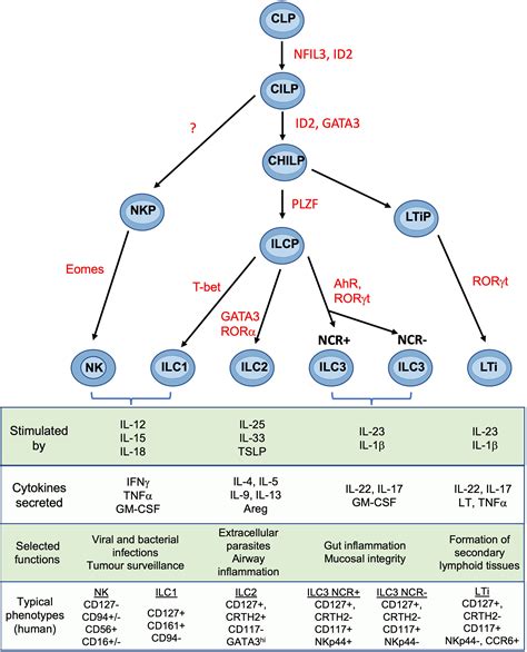 Frontiers How Do Uterine Natural Killer And Innate Lymphoid Cells