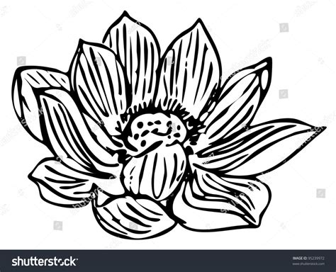 Water Lily Outline Isolated On White Stock Vector 95239972 Shutterstock