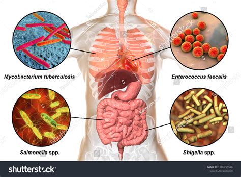 Human Pathogenic Microbes Bacteria Causing Respiratory Stock ...