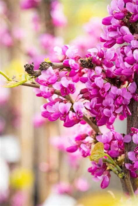 Cercis Chinensis Diane Chinese Redbud Ornamental Trees Frank P