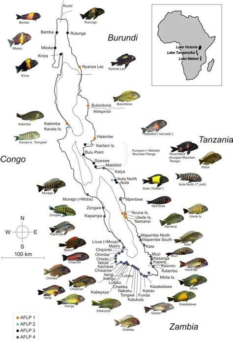 Lake Tanganyika Cichlid Genus Tropheus Bmc Evolutionary Biology