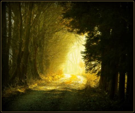 Wallpaper Sunlight Landscape Nature Grass Sky Winter Branch