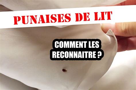 Punaises de lit voici comment les reconnaitre et s en débarrasser