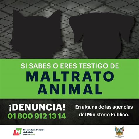 Dónde Denunciar Maltrato Animal En Todo El País Todos Somos Animales