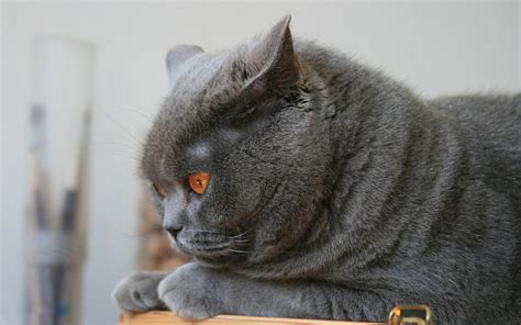 Online Crop Shallow Focus Photography Of Adult Russian Blue Hd