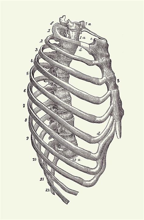 Rib Cage Skeleton Anatomy Drawing By Jk Pixels Nbkomputer