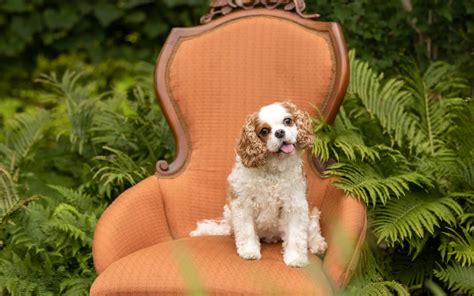 Pet Photography Props - Firefly Pet Photography - SE Michigan