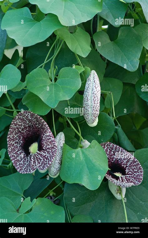 Calico Flower Aristolochia Littoralis In Botanic Garden Surrey