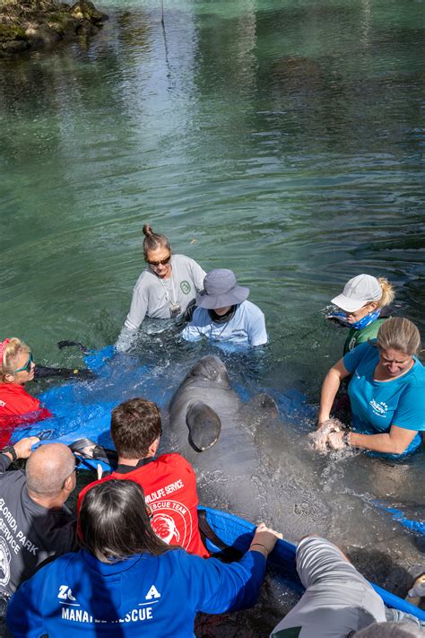 Orphaned Manatees Return to the Wild After 3 Years of Rehab - The New York Times