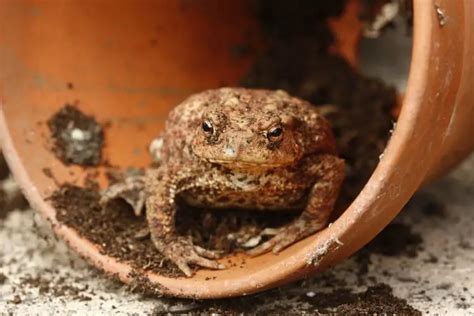 What Do Toads Eat? Feeding Pet and Garden Toads - Everything Reptiles