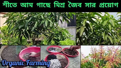 ফলনের পূর্বে আম গাছে মিশ্র সার প্রয়োগ এবং অন্যান্য পরিচর্যা ।। Mango