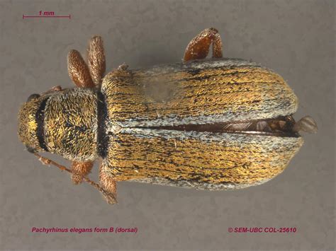 Pachyrhinus