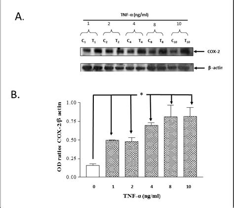 Figure 1 From Cytokine Mediated Differential Regulation Of