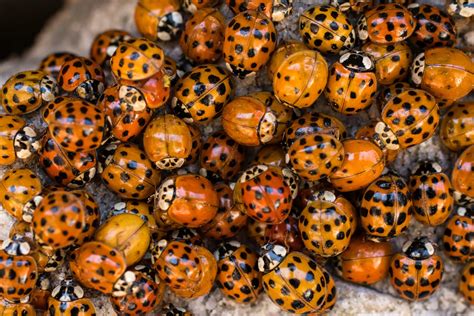 Why Are There So Many Ladybugs In My House My Pest Pros