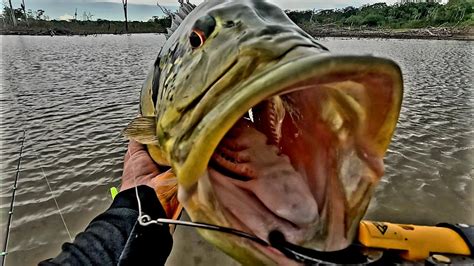 S Monstro Pescaria De Tucunar A U Alien Fishing Oficial Youtube