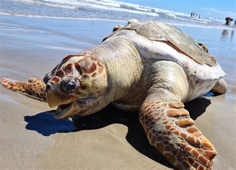 Tartaruga mais de 65 kg é achada morta em praia do litoral de SP