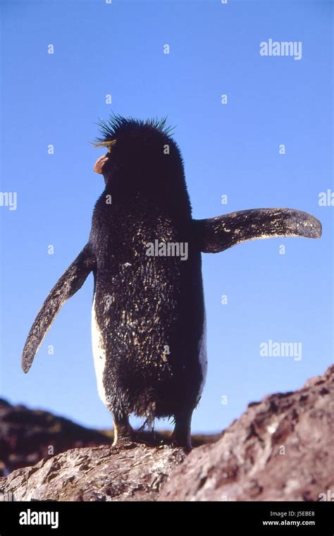 Rockhopper Rockhopper Penguinimage 3 Stock Photo Alamy