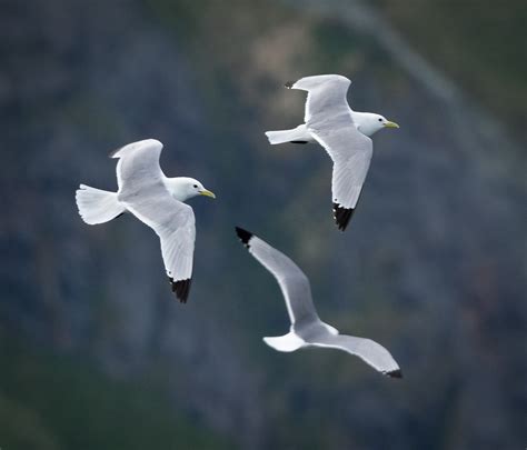 Black-legged Kittiwake - Owen Deutsch Photography