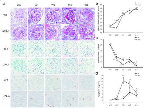 Deficiency Of The Urokinase Type Plasminogen Activator Upa