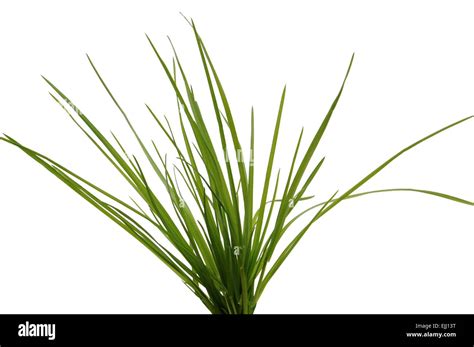 Tuft of grass on white background Stock Photo - Alamy